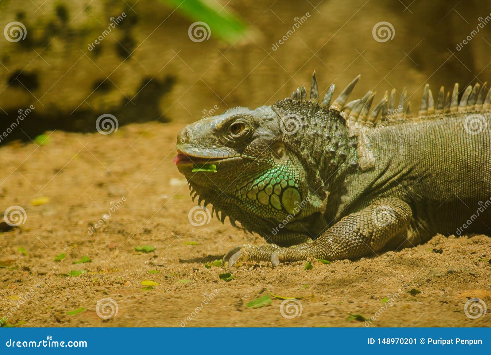 Iguana en la arena la iguana es un residente de la central y de Suram?rica La iguana verde es un lagarto verde grande con a punto-como espina dorsal en el centro del cuerpo