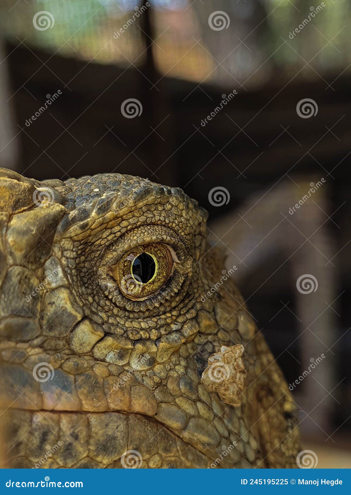 Iguana eye HD image stock image. Image of wilde, lizard 245195225