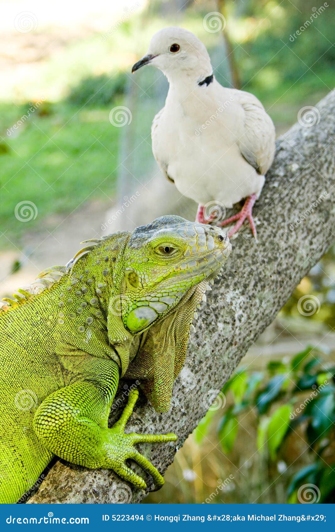 Iguana gołąb. Być gałęziastym iguany zielonym drzewem szyi gołębia ringu razem