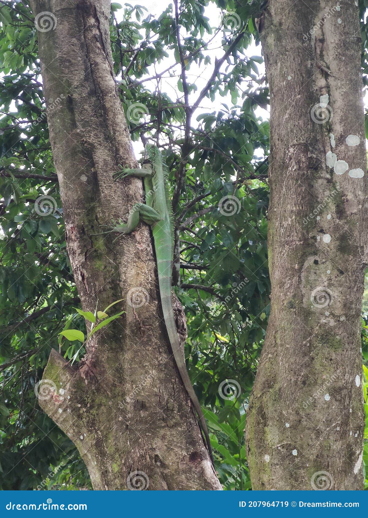 iguana 