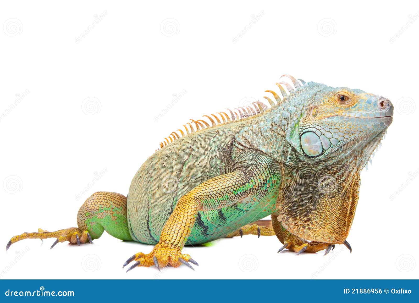 iguana on  white