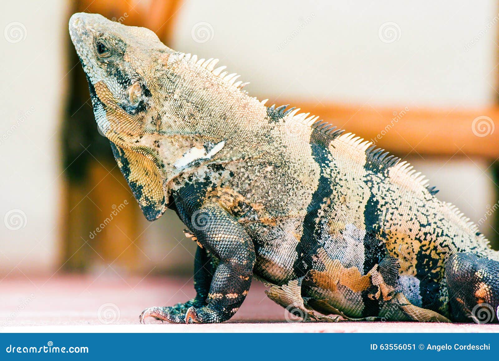 Stevenson afsked velstand Iguana Lizard, Skin Texture. Animal Profile Stock Image - Image of coast,  animal: 63556051