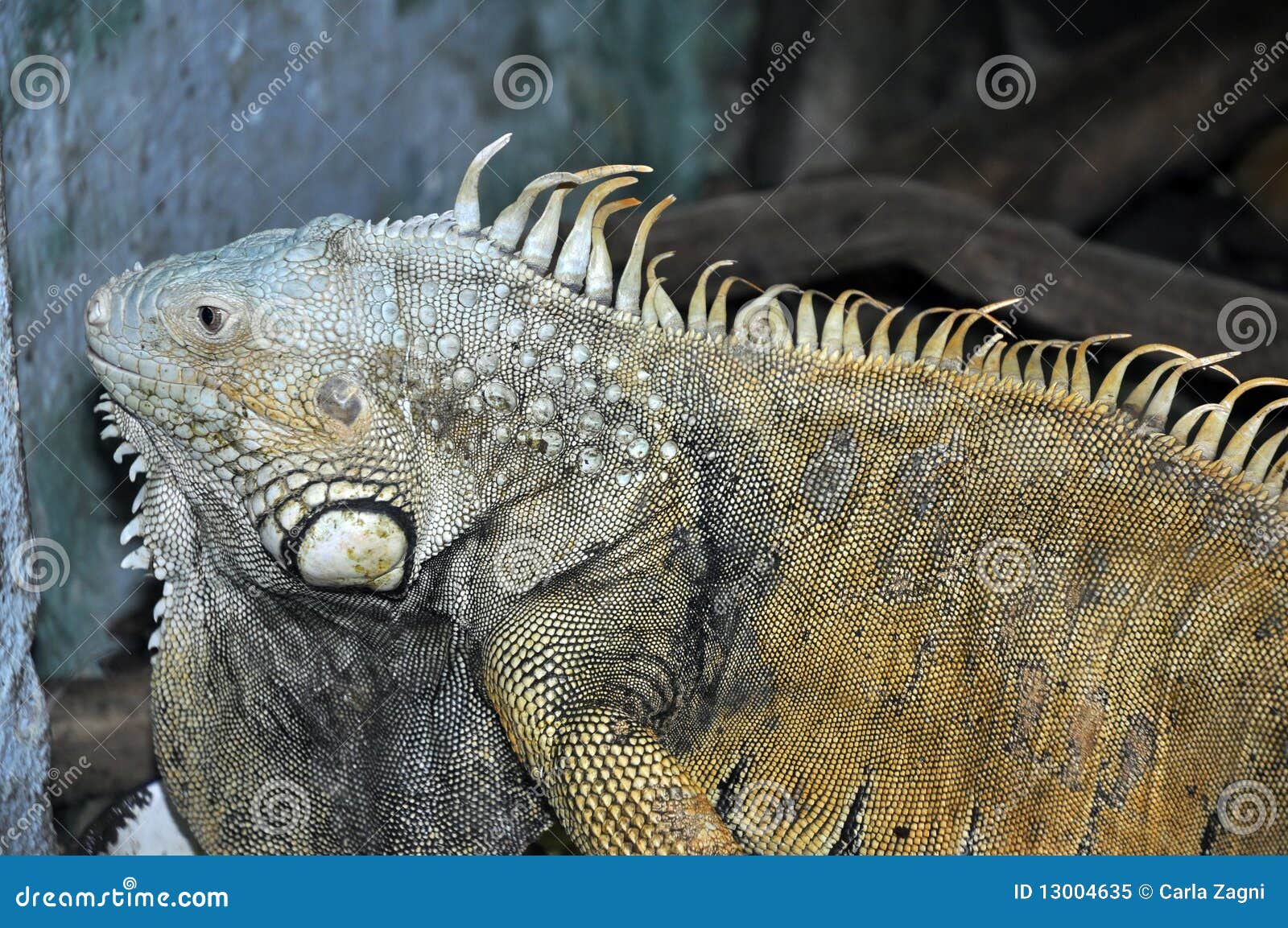 Iguana in love stock image. Image of animal, coupling 13004635