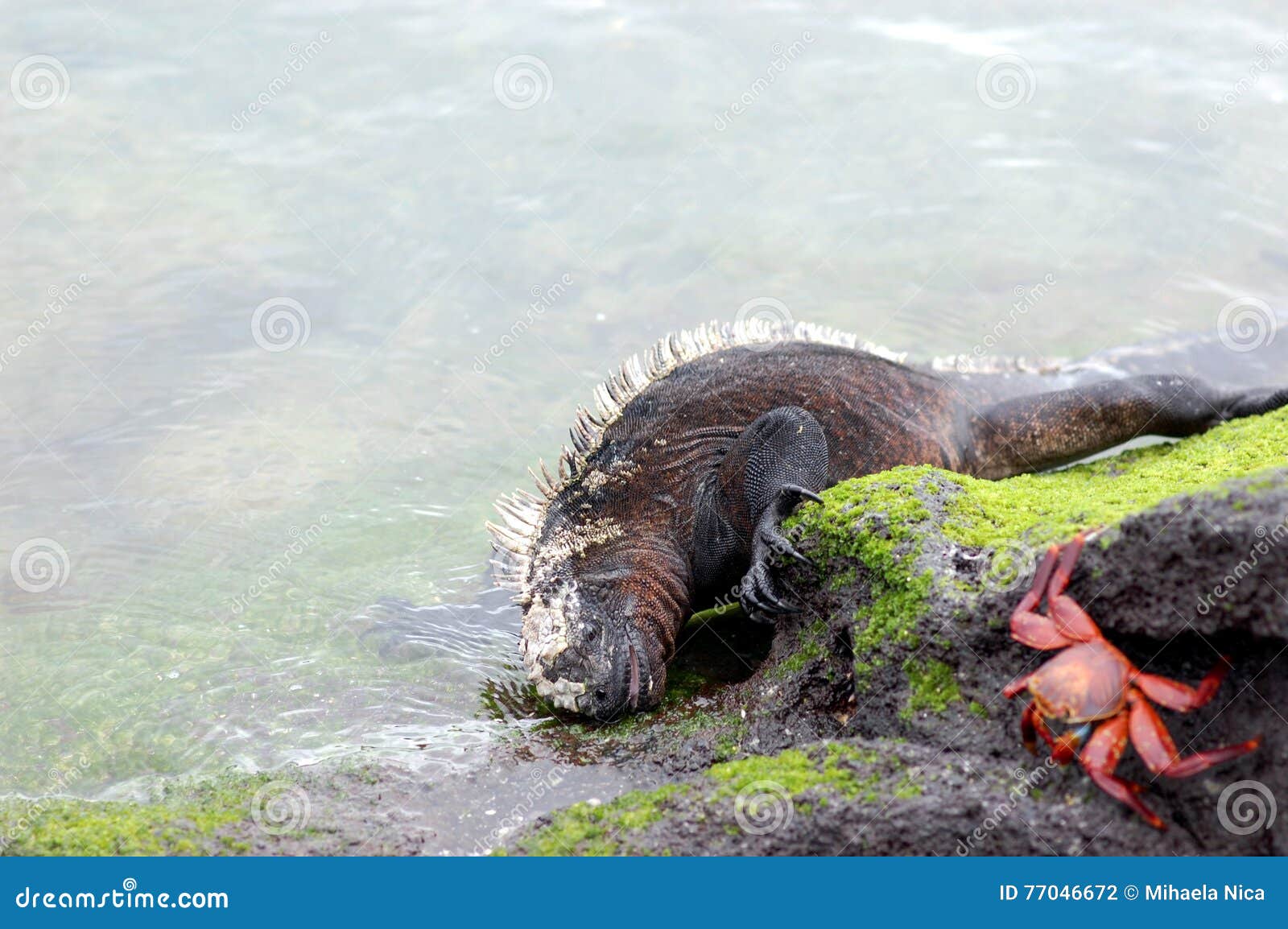 Iguana marinha que alimenta em algas na ilha de Fernandina, Galápagos