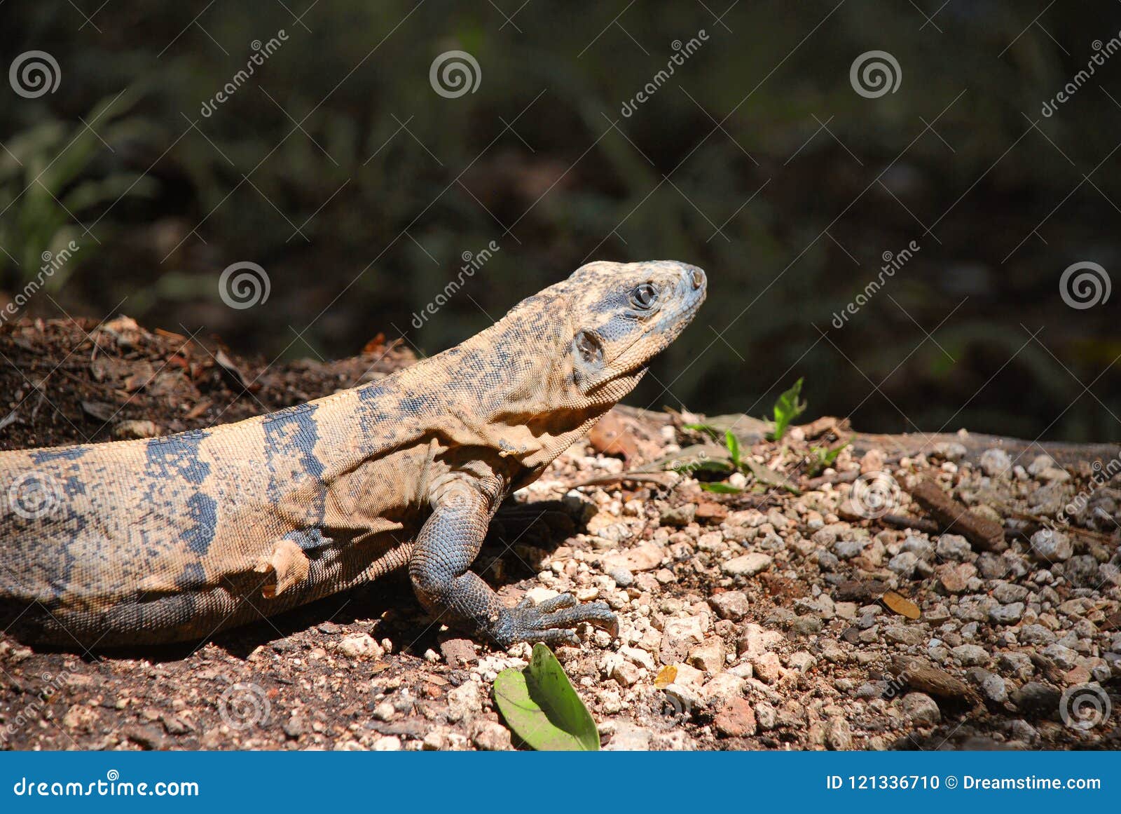 iguana of mexico