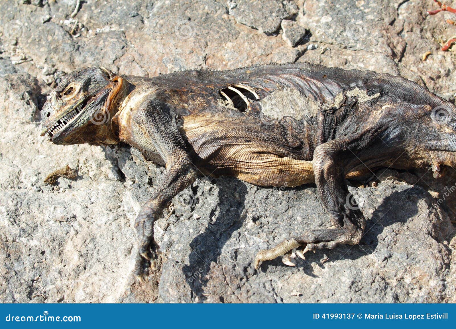 iguana-muerta-de-la-tierra-en-la-isla-del-sur-de-la-plaza-41993137.jpg
