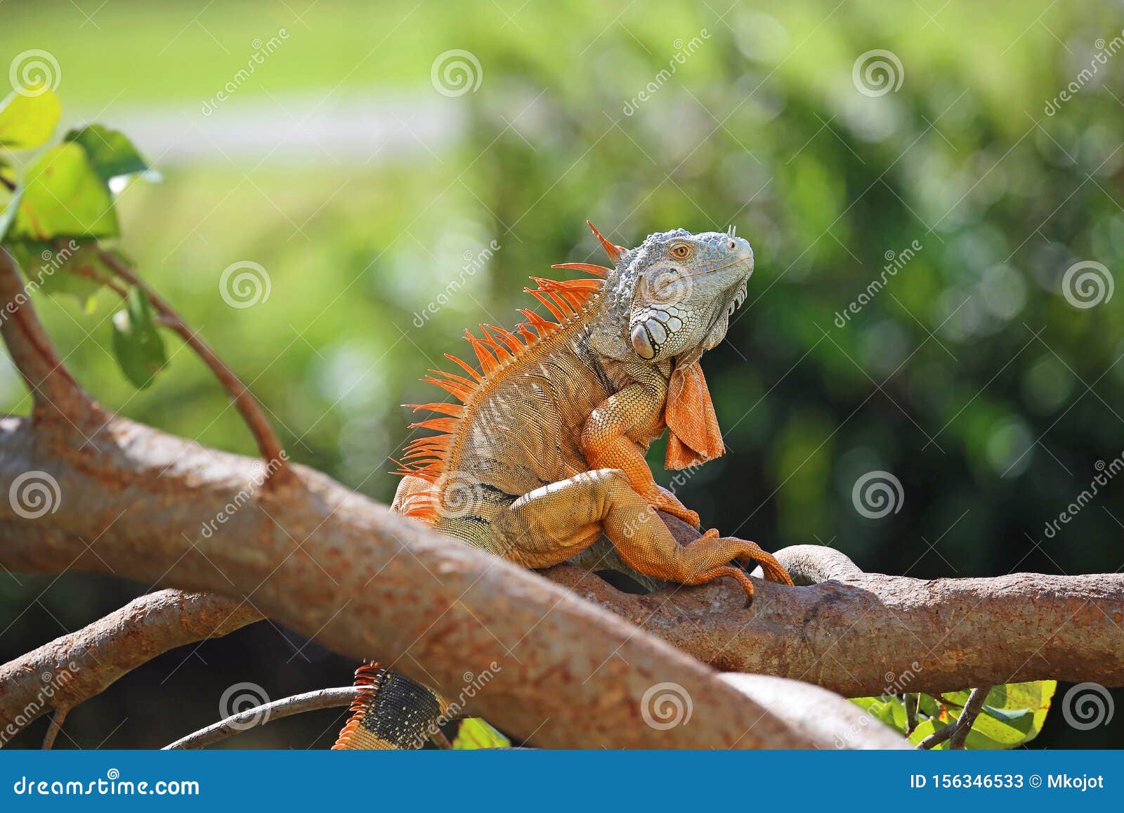 Iguana with orange crest stock image. Image of outdoor 156346533