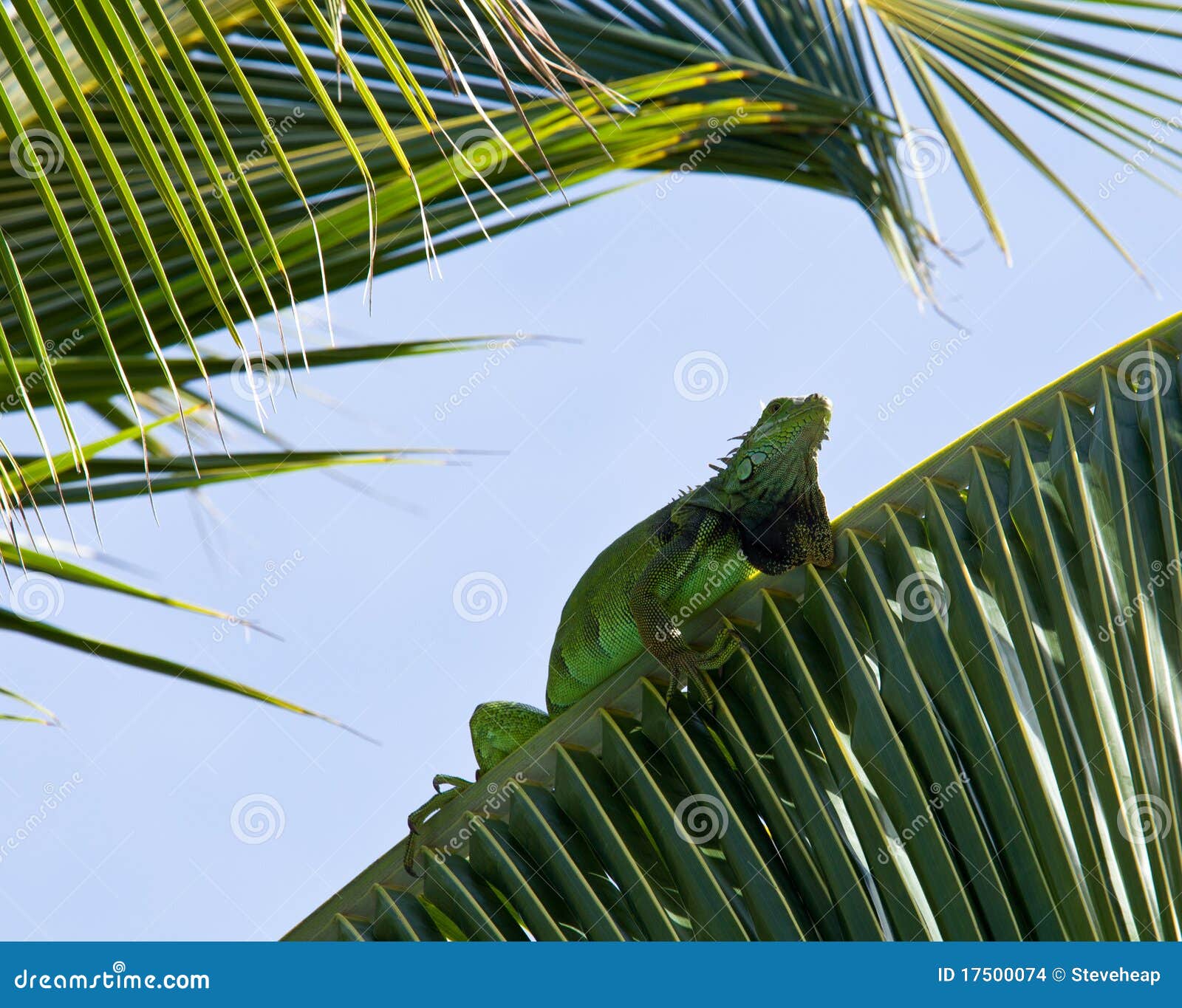 Iguana in palm tree stock photo. Image of lizard, dragon 17500074