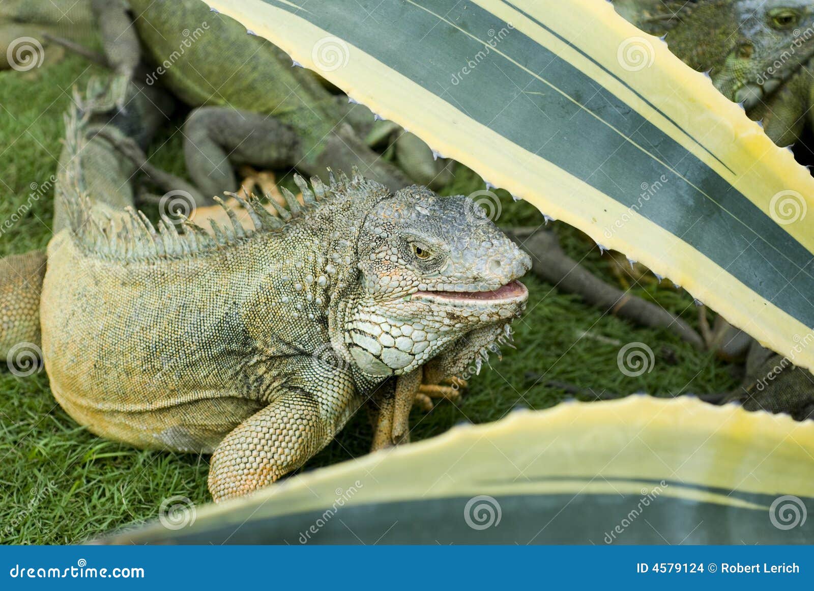 iguana park bolivar guayaquil ecuador