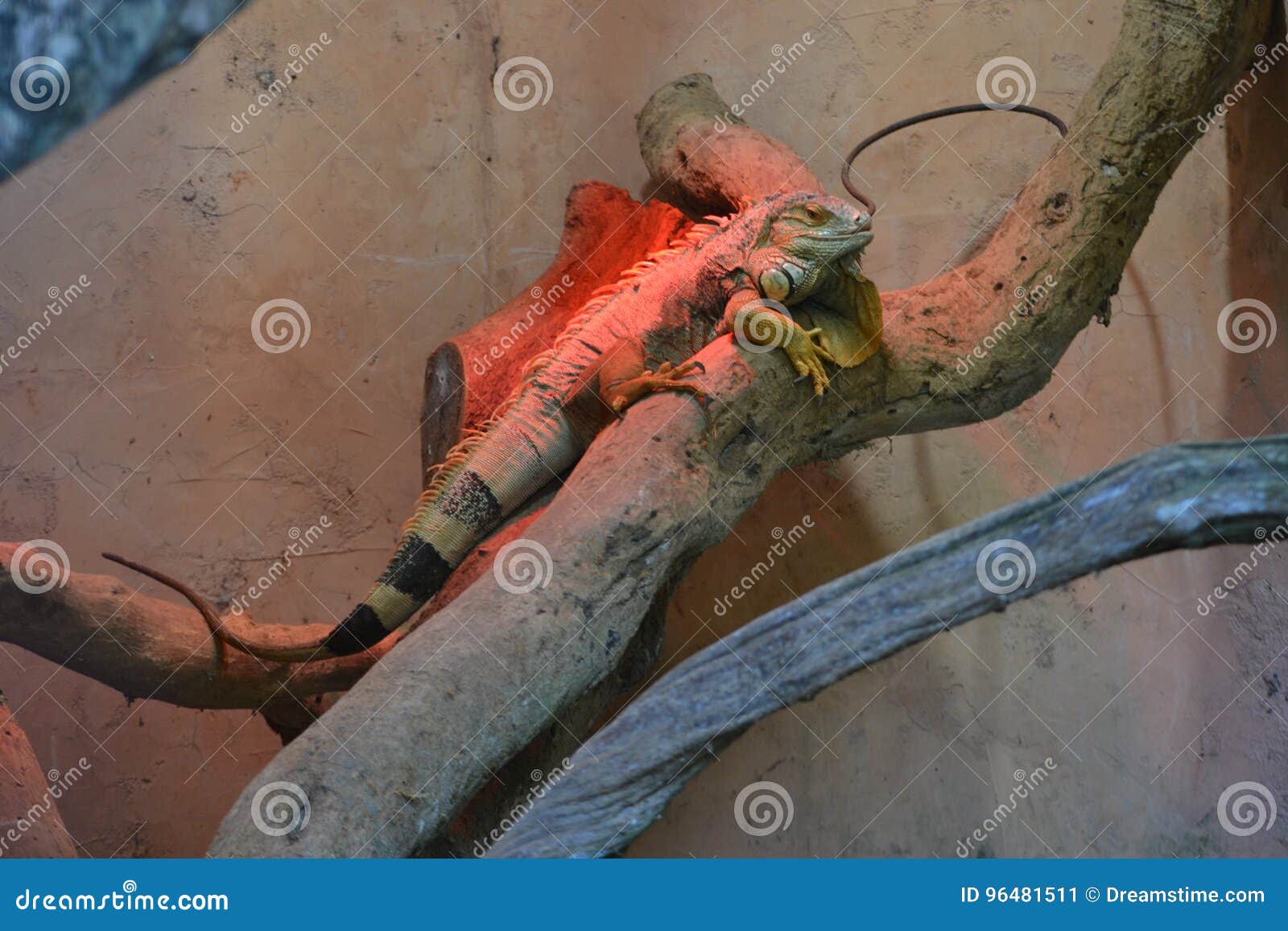 iguana resting photo, reptil, brazil