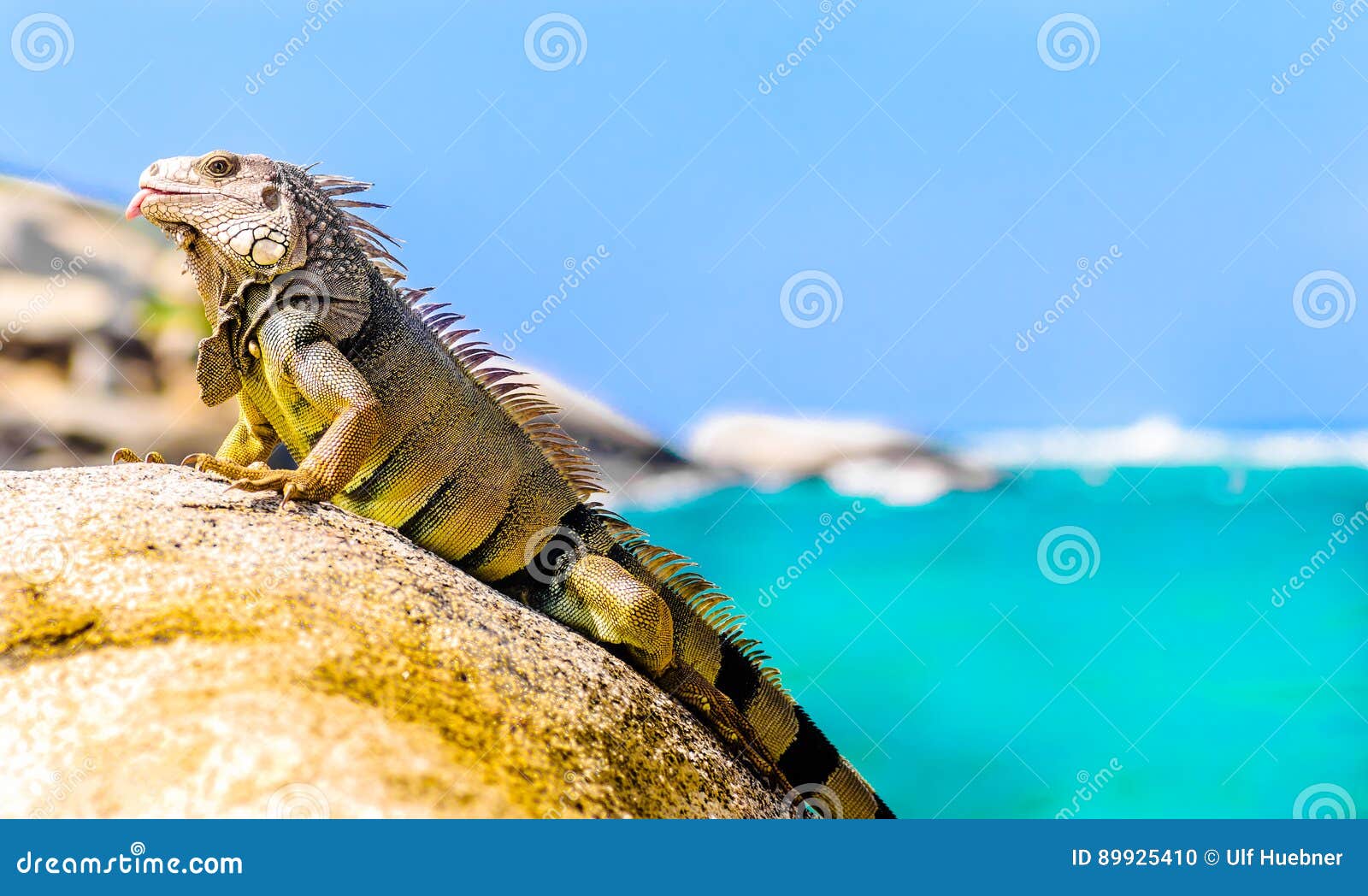 iguana on a rock in national park tayrona in colombia