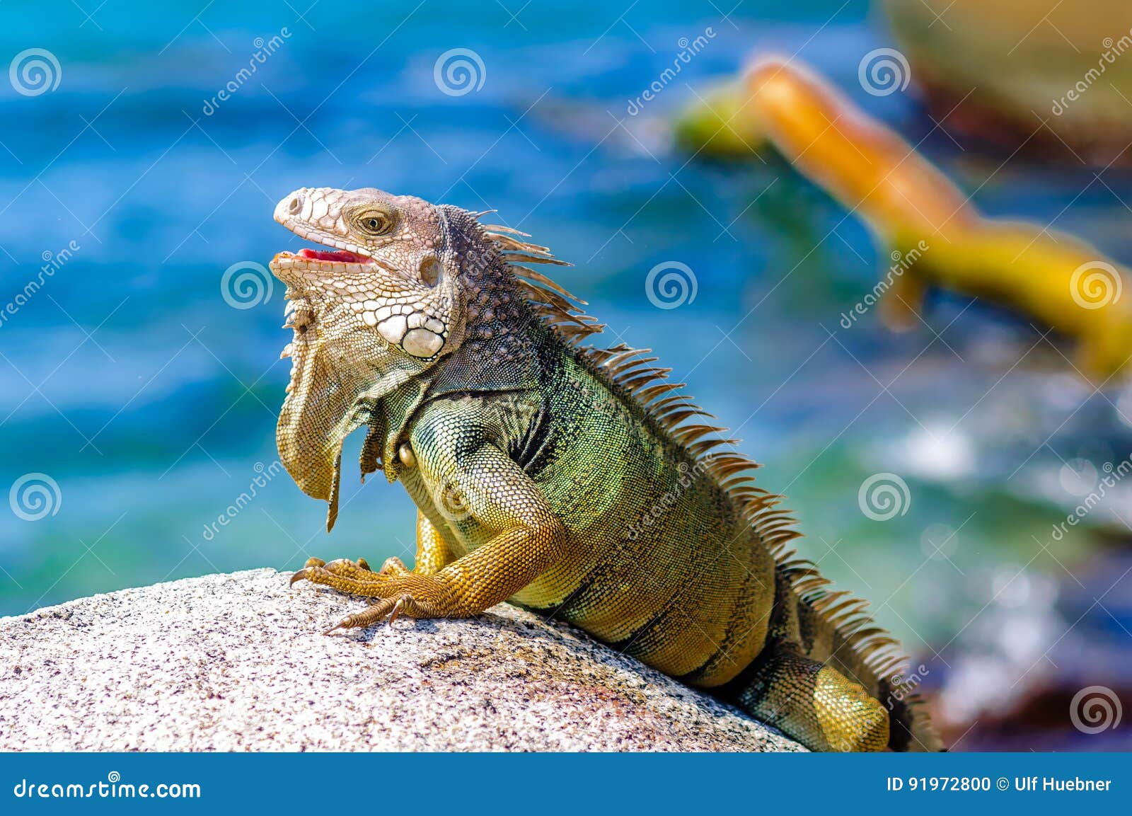 iguana on a rock in national park tayrona in colombia