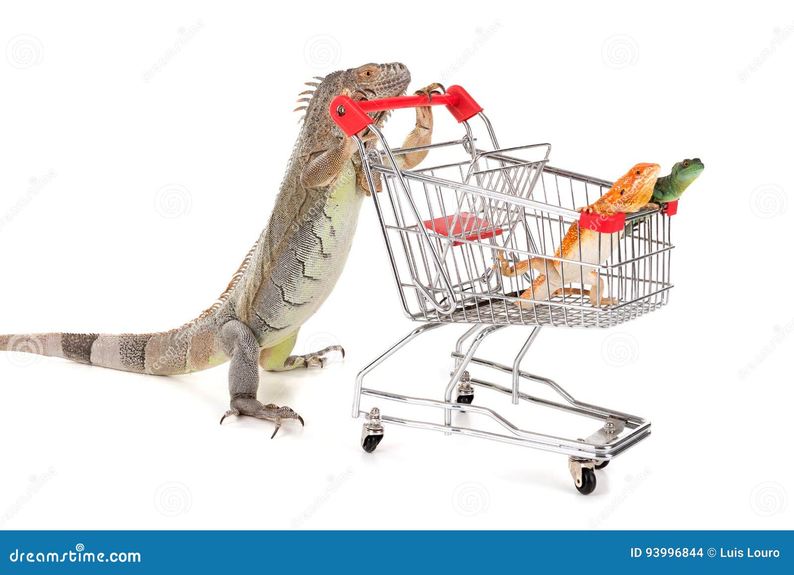 shop iguana