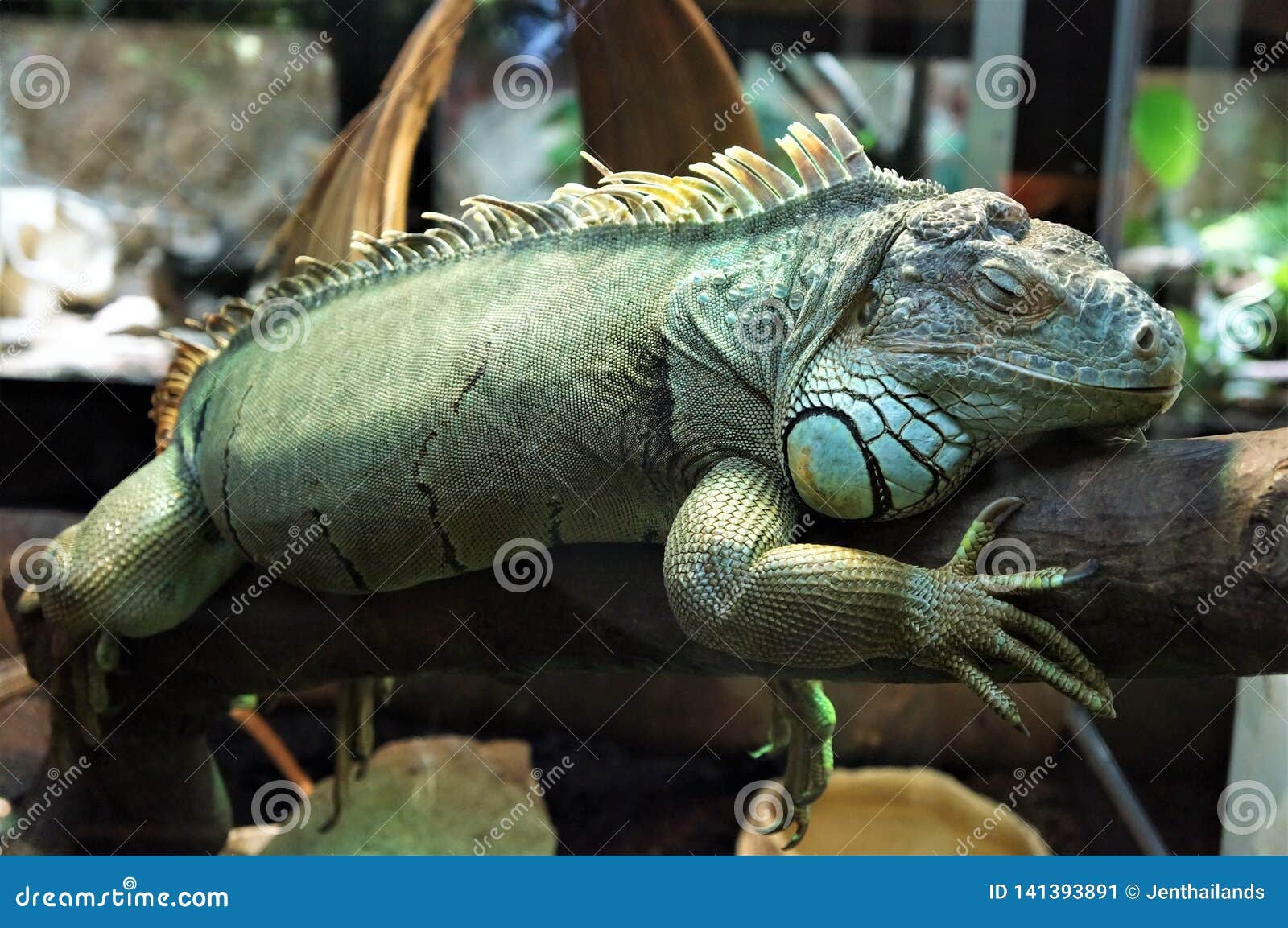 an iguana sleeping on a tree branch