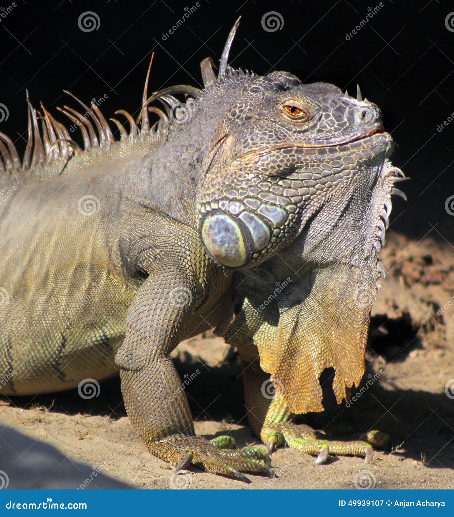 Iguana stock image. Image of staying, animal, dinosaur - 49939107 Iguana stock image. Image of staying, animal, dinosaur - 49939107