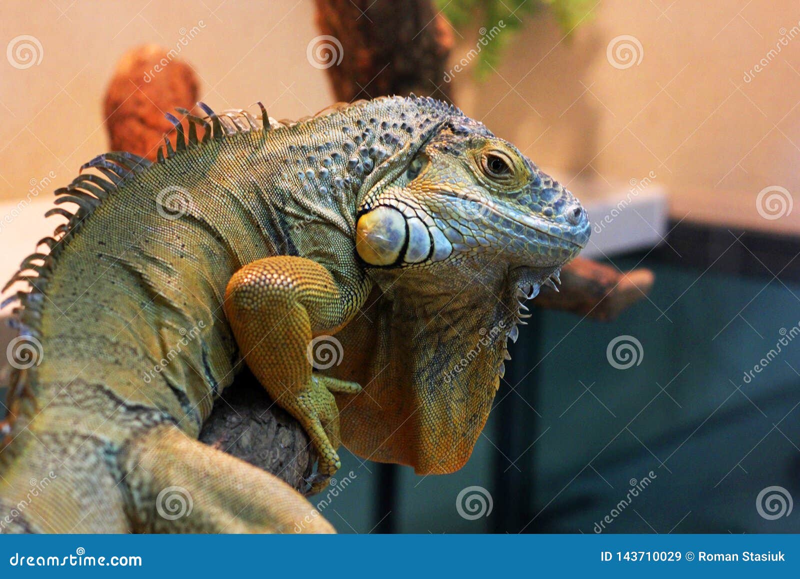 Iguana in the terrarium stock image. Image of macro 143710029
