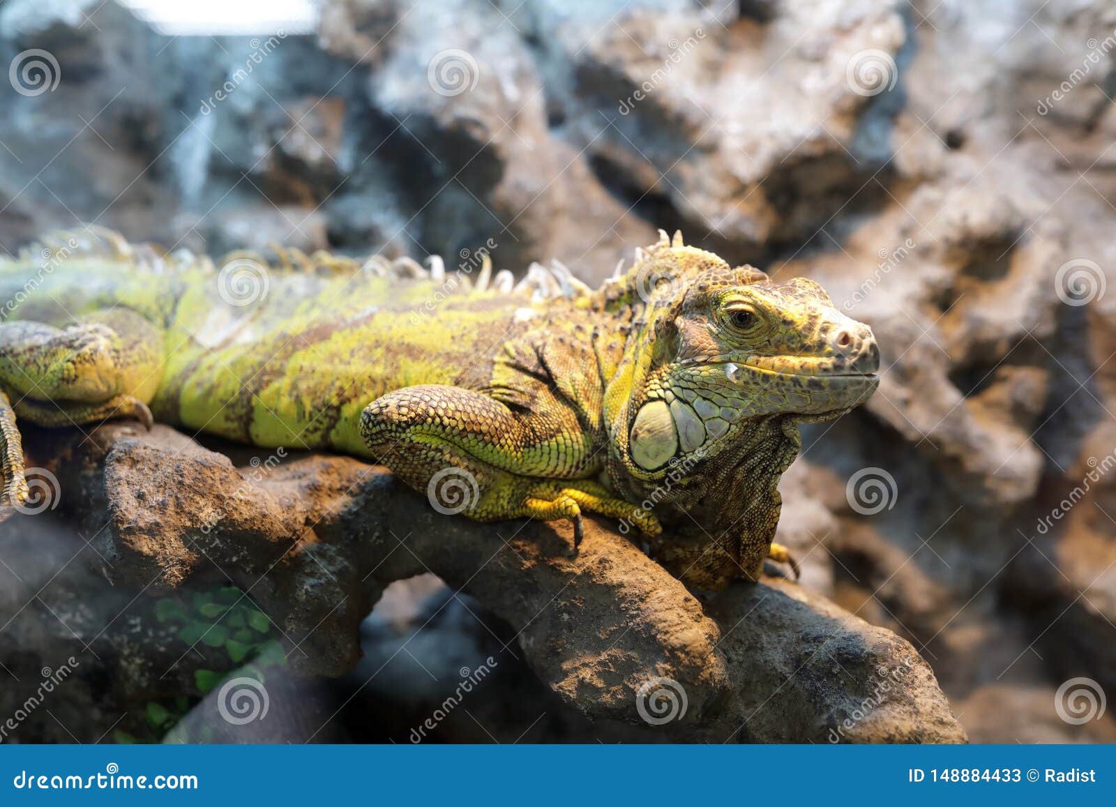 Iguana in terrarium stock image. Image of nature, aquarium 148884433