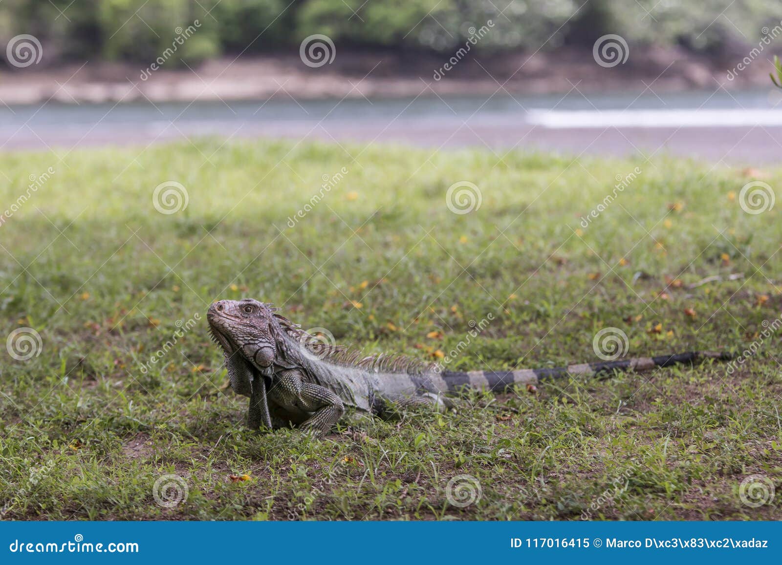 iguana tropical animal costa rica