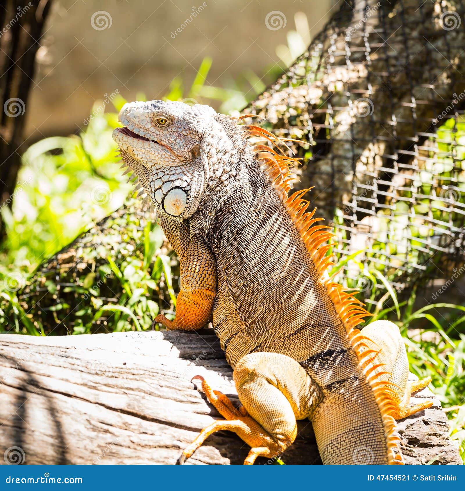 Primer de la iguana verde en la madera