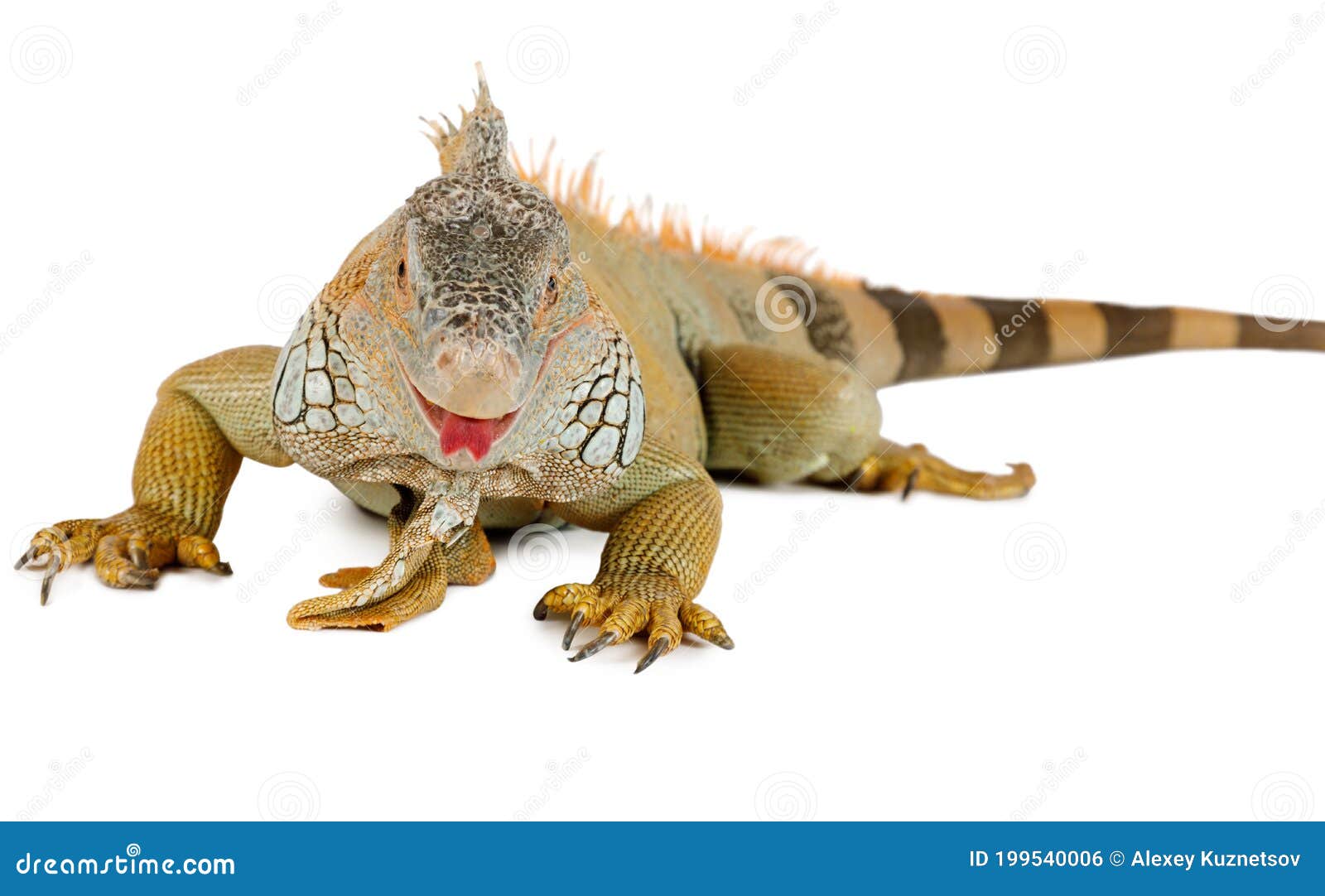 iguana on white background