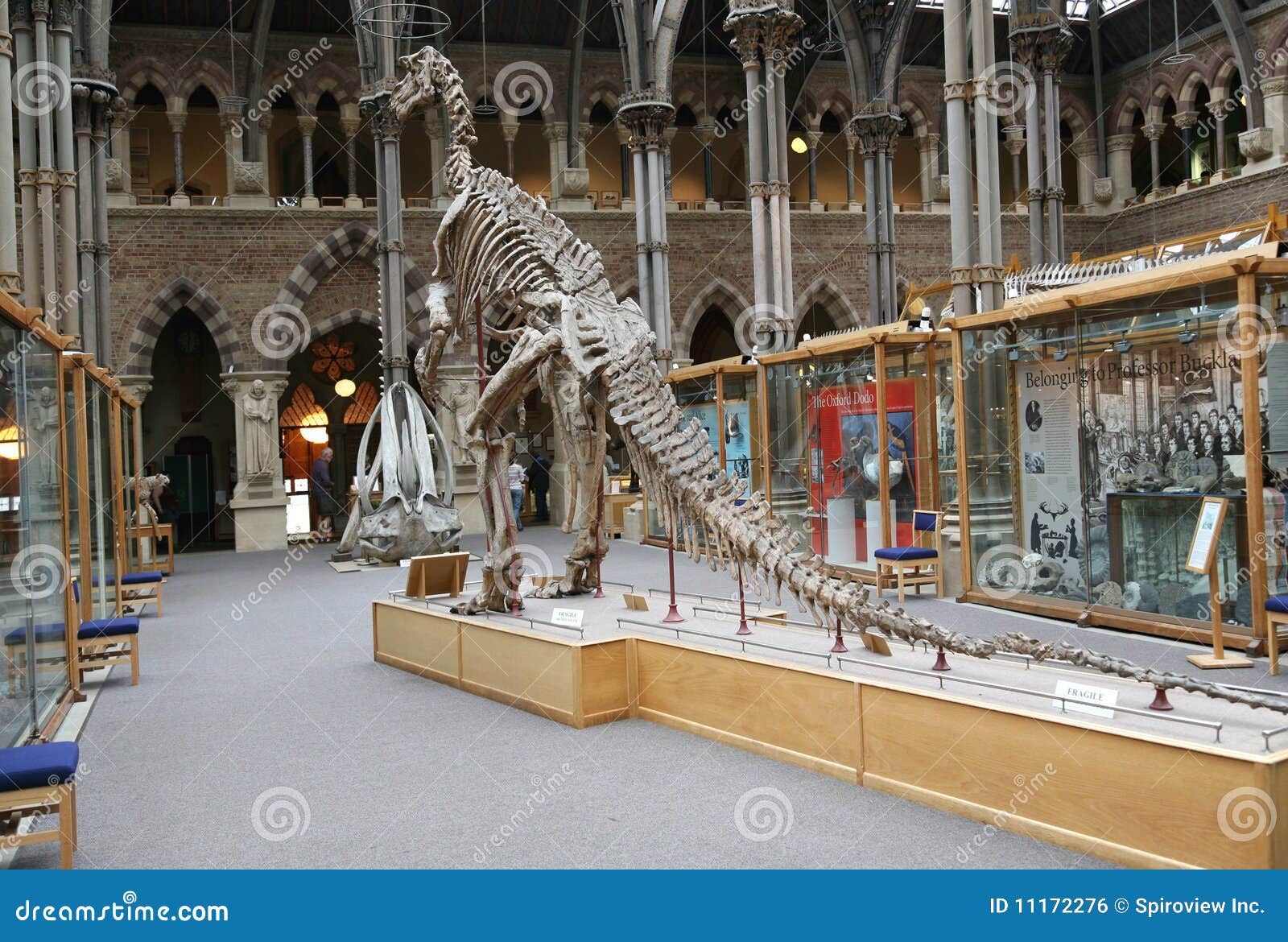 The Oxford Dodo  Oxford University Museum of Natural History