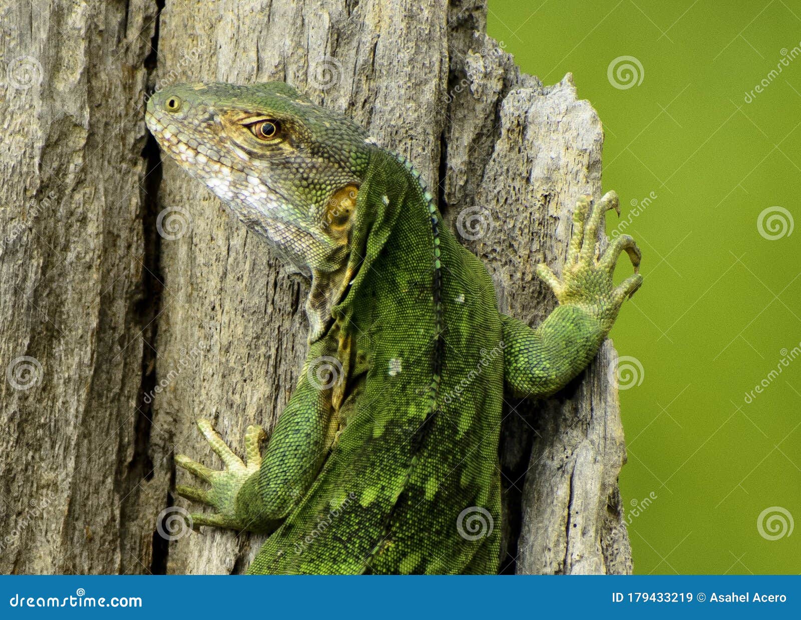 iguanas lagarto verde tronco