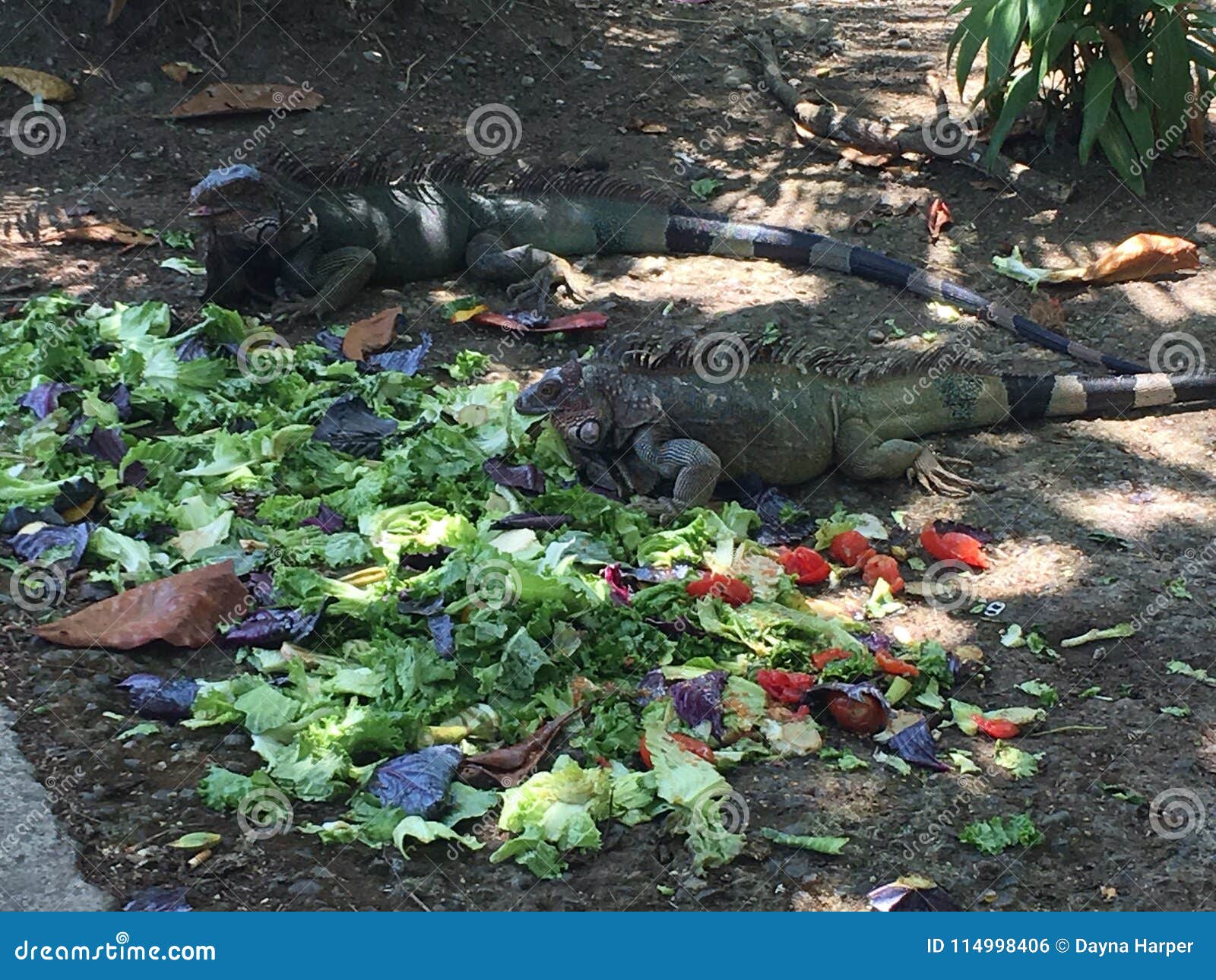 iguanas sharing lunch