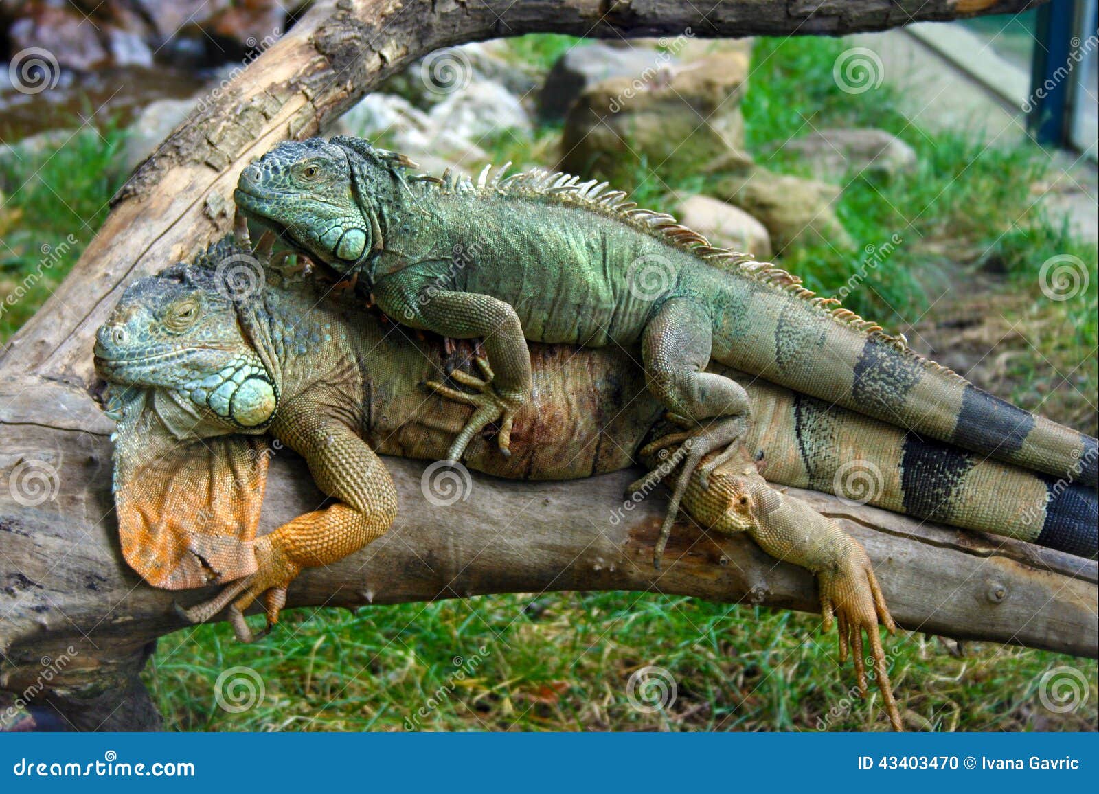 Iguanas In Love Stock Photo Image 43403470
