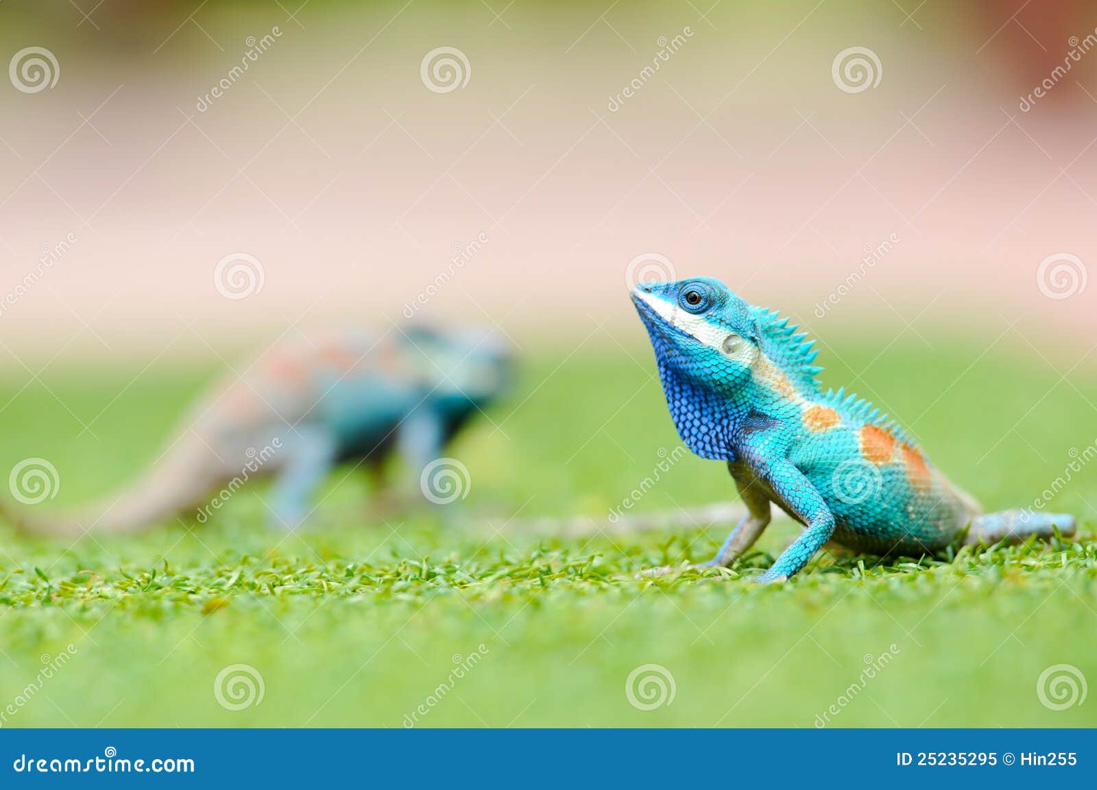 Iguane Bleu Image Stock Image Du Brun Dragon Cameleon
