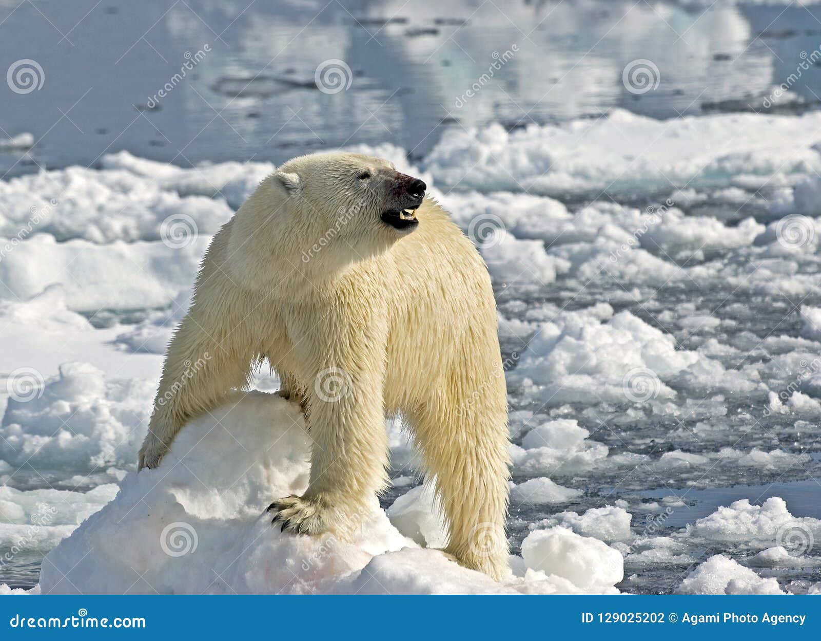 ijsbeer, polar bear, ursus maritimus