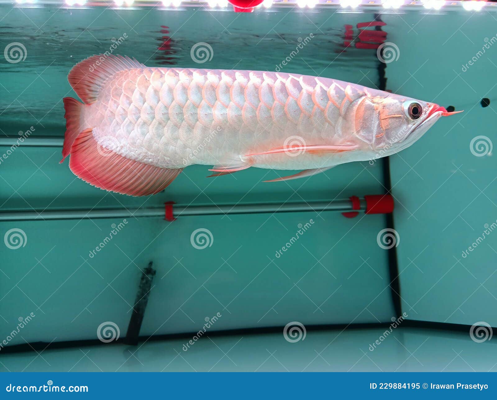 Kelisa ikan Ikan Arwana;