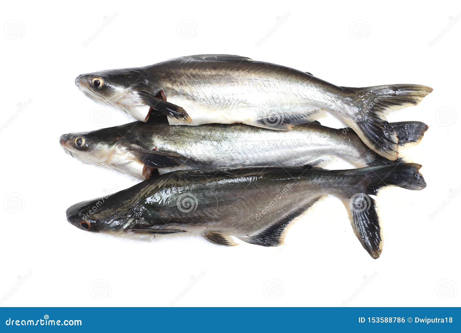 Ikan Patin或银色鲶鱼或呈虹彩鲨鱼鱼或科学名字pangasius Sutchi 库存照片 图片包括有食物 本质