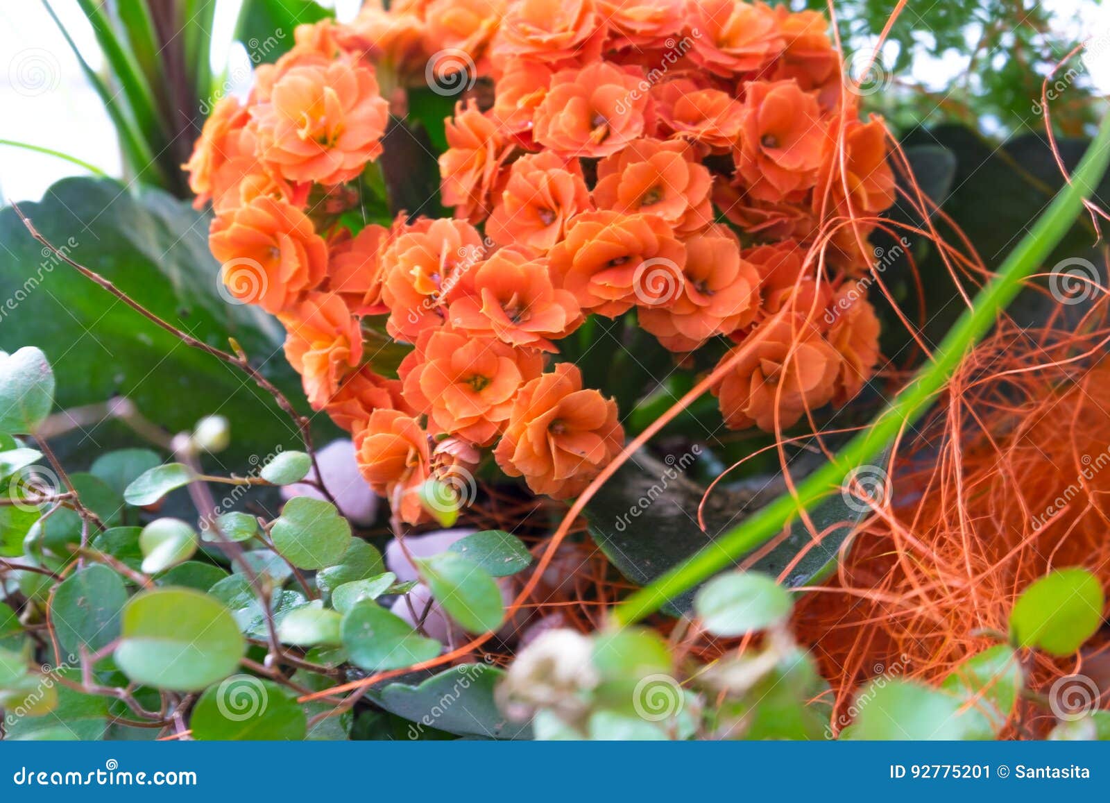 Ikebana mit Kalanchoe mit orange Blumen und Grünblätter und ein anderes Kraut herein. Ikebana mit Kalanchoe mit orange Blumen und Grünblätter und ein anderes Kraut im Korb als Geschenk