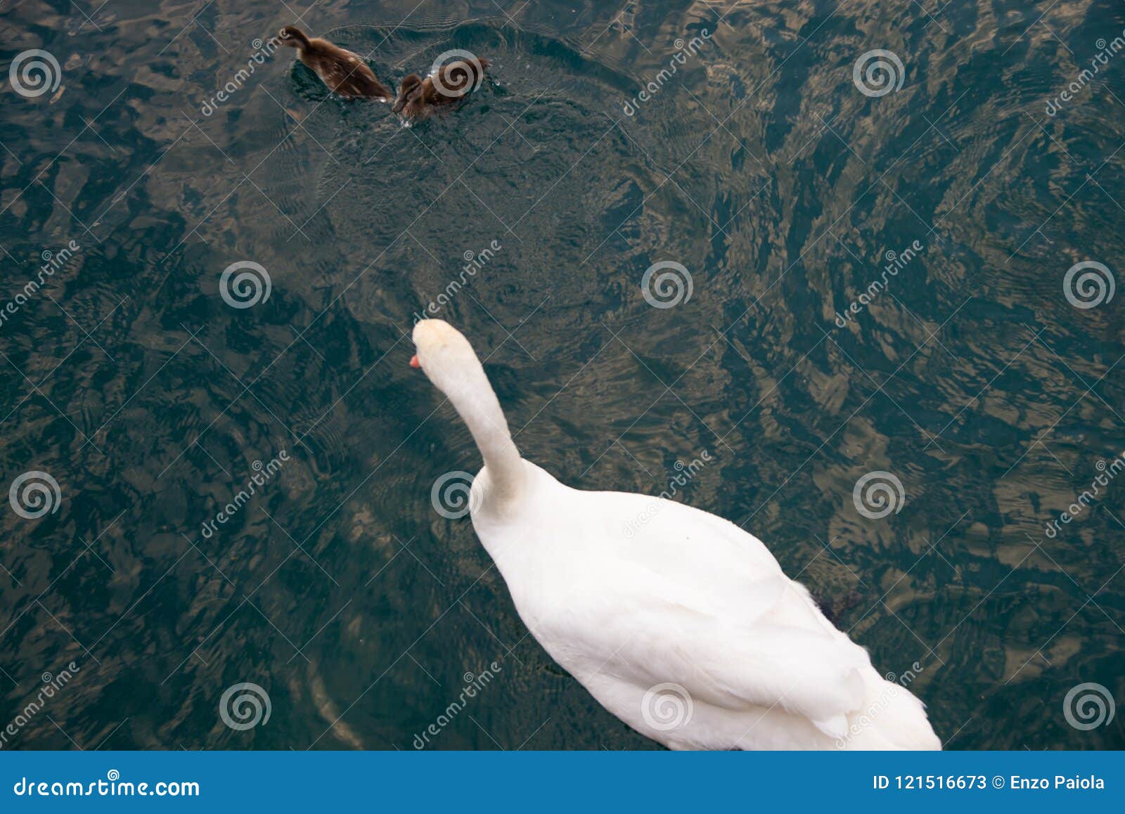 Il bello cigno bianco con i piccoli bambini del cigno nuota sul lago Spazio per testo. Ritratto di nuoto di olor del Cygnus del cigno muto sulla polizia del lago, Verona, Italia