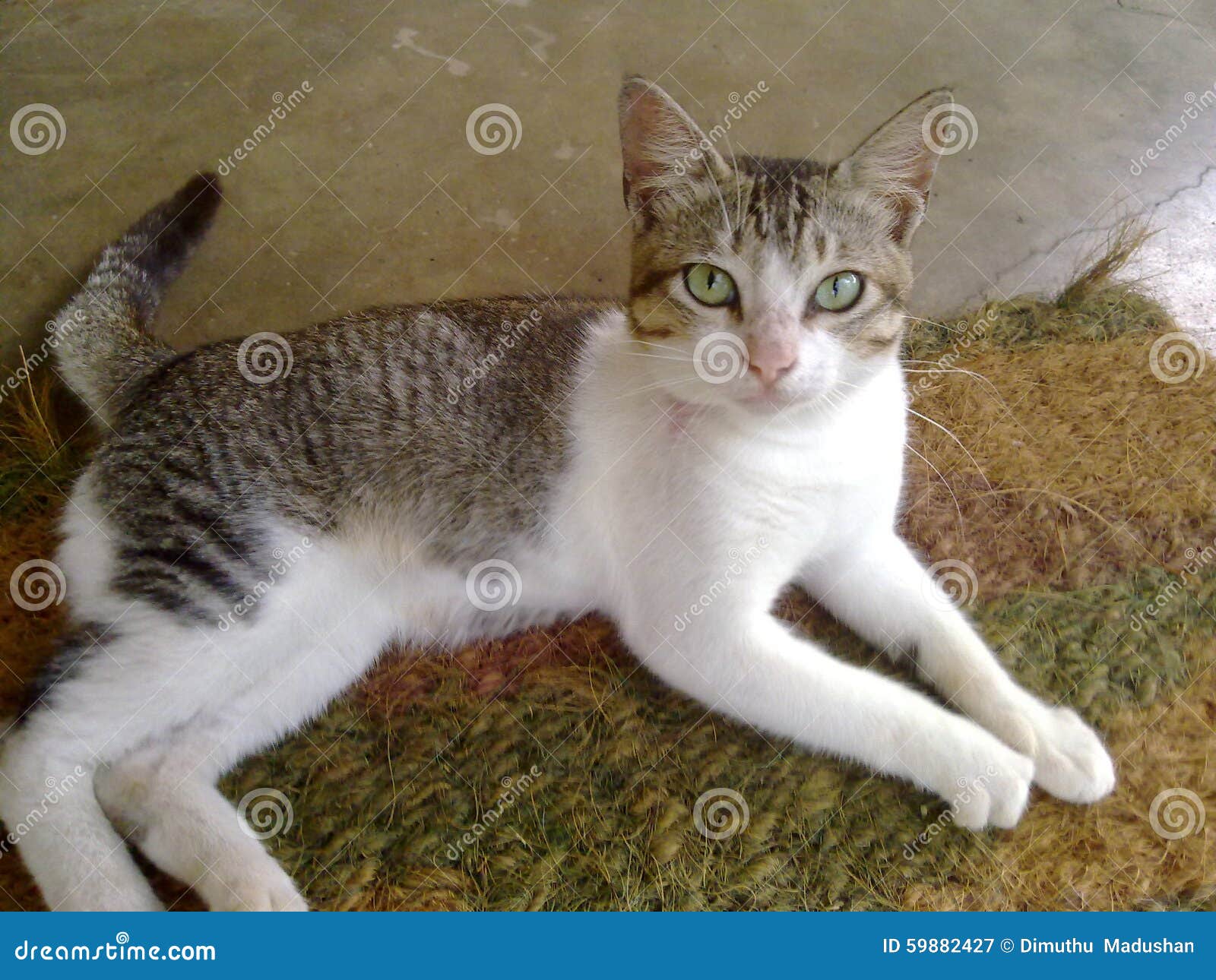 Il Bello Gatto Dello Sri Lanka Immagine Stock Immagine di gatto, più