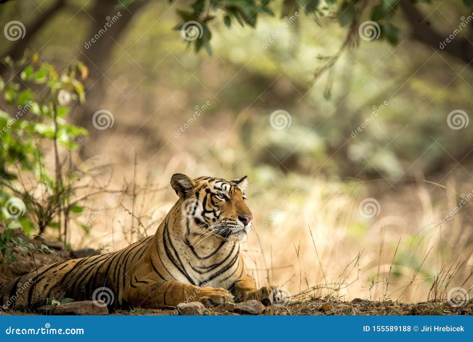 Il Bengala Selvaggio Tiger Panthera Tigris Tigris Che Ha Resto Durante