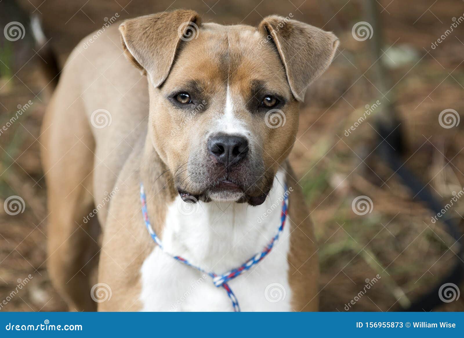 https it dreamstime com il bianco e marrone del pitbull terrier cane nero al guinzaglio femmina scura bianca american dentro fotografia per l adozione di image156955873