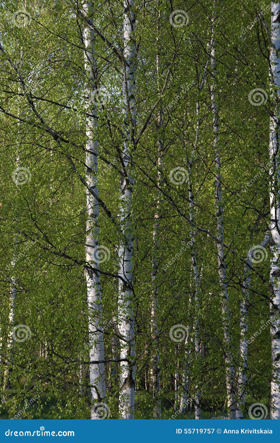 Il boschetto di verde del fogliame della betulla può. Boschetto della betulla in primavera