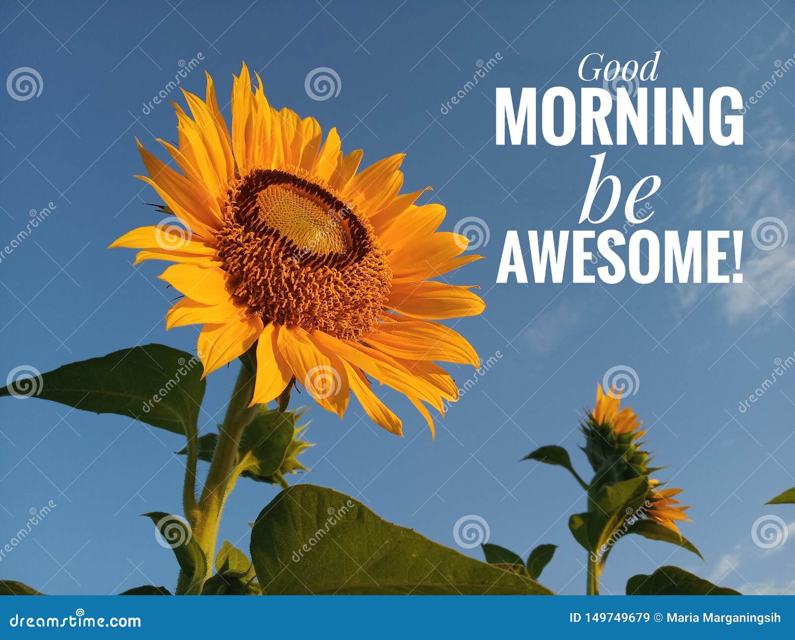 Il Buongiorno Motivazionale Ispiratore Di Citazione Di Mattina E Impressionante Con Un Bei Fiore E Cielo Blu Sorridenti Del Gira Immagine Stock Immagine Di Giorno Mattina