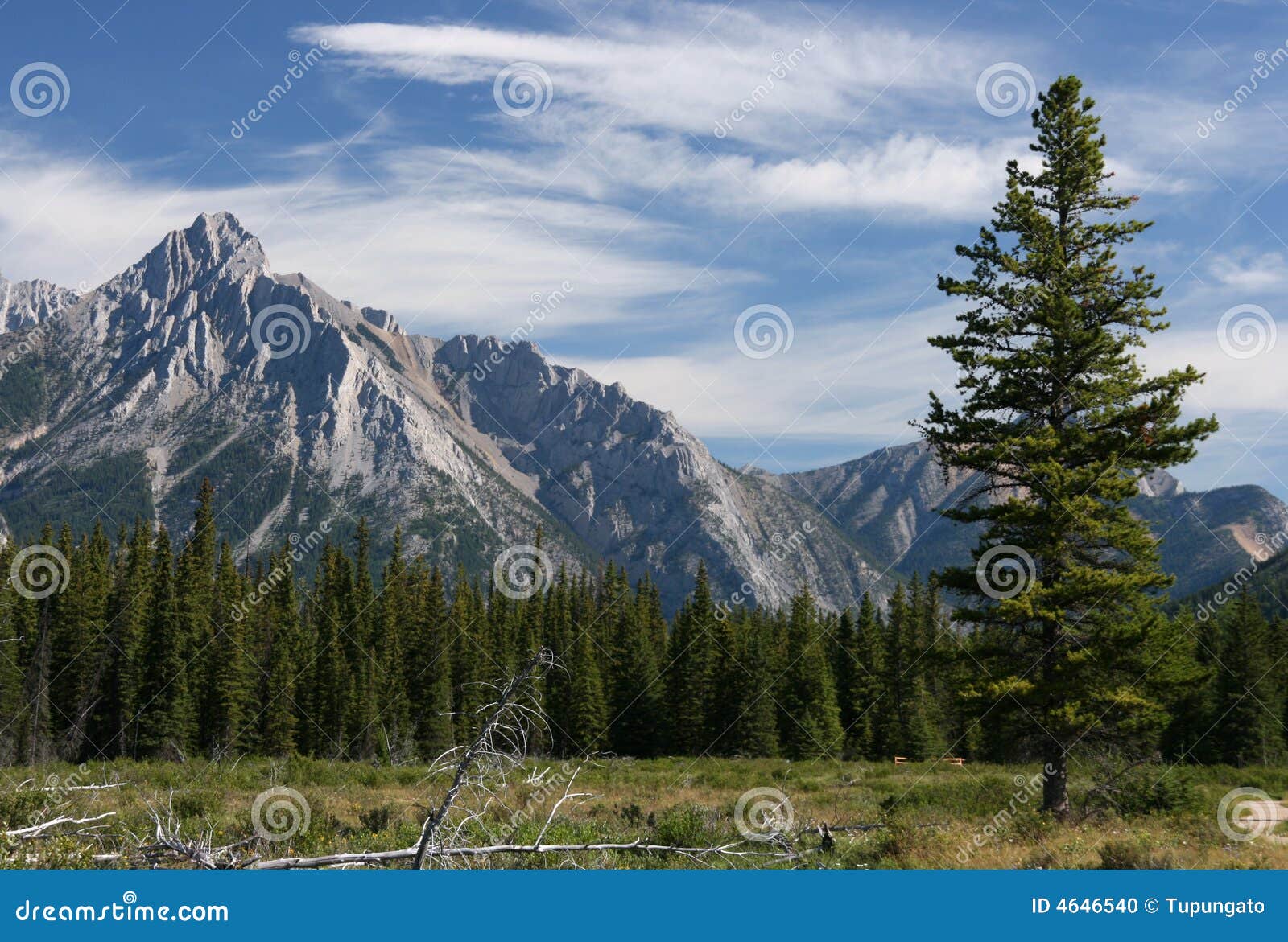 Il Canada. Avvolga gli alberi caduti, il cielo blu e le montagne rocciose. Paesaggio tipico per il bello Canada. Sosta provinciale del paese di Kananaskis di Alberta.