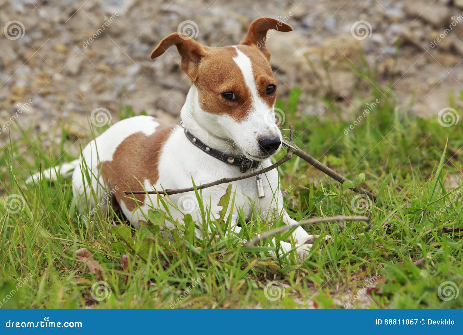 Il Cane Di Jack Russell Terrier Immagine Stock Immagine di breve