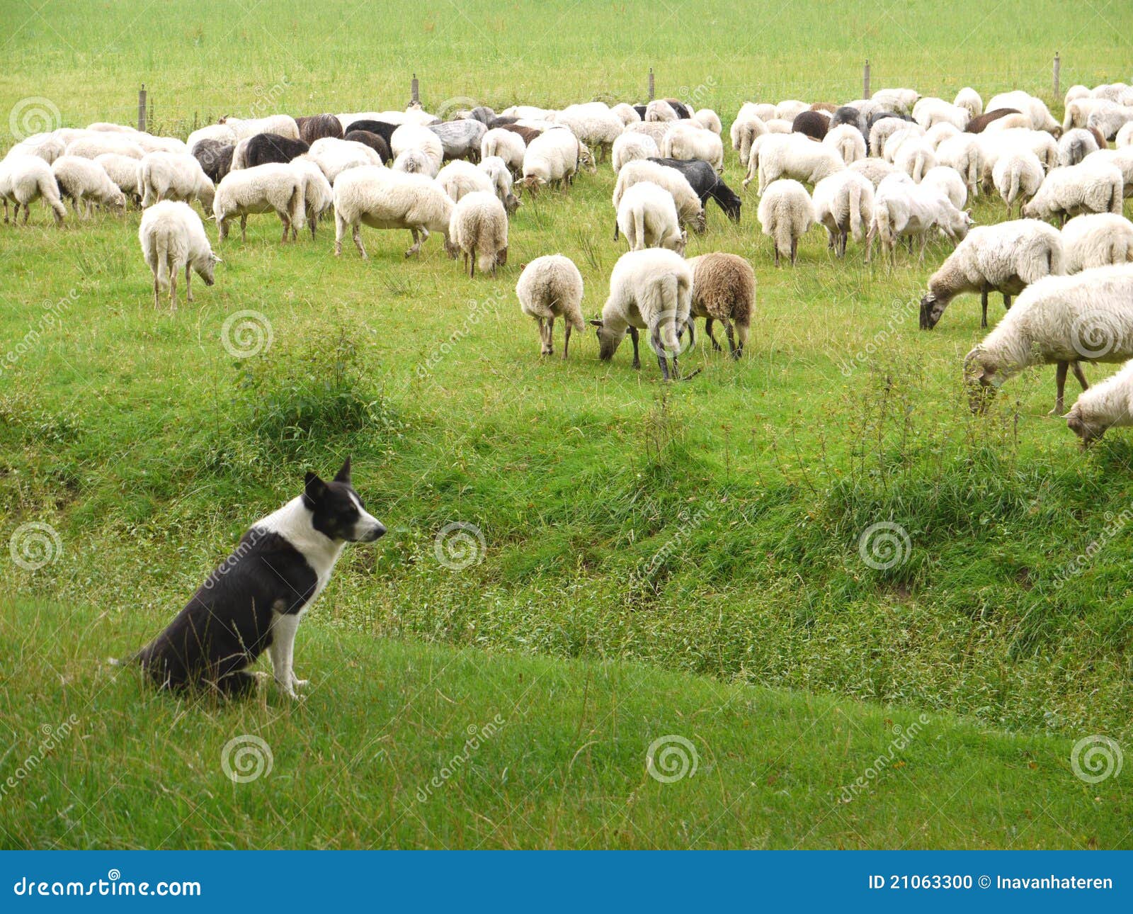 Il Cane Di Pastore E Le Pecore Fotografia Stock Immagine di calore