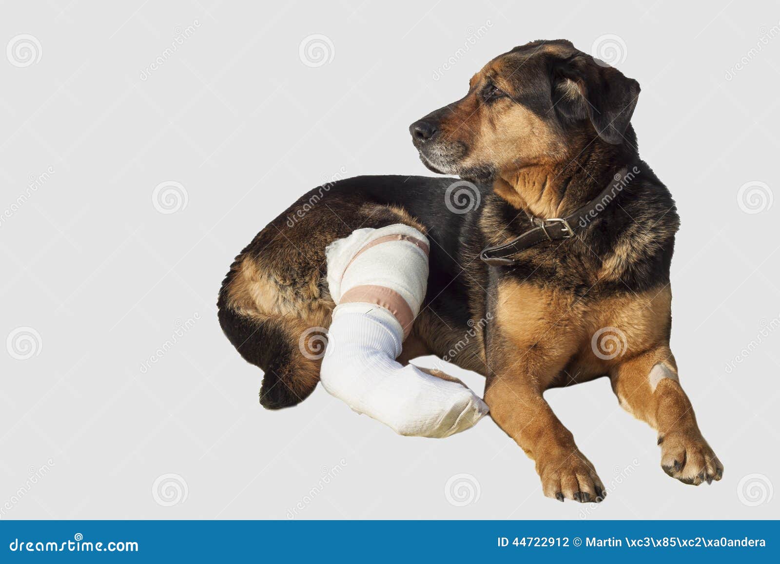 Il Cane Ferito, Una Gamba Rotta, Cane Osserva Fotografia Stock