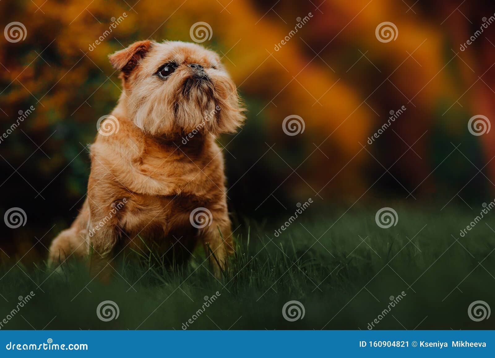 Il Cane Griffon Di Bruxelles Cammina Nella Foresta Verde Per Strada ...