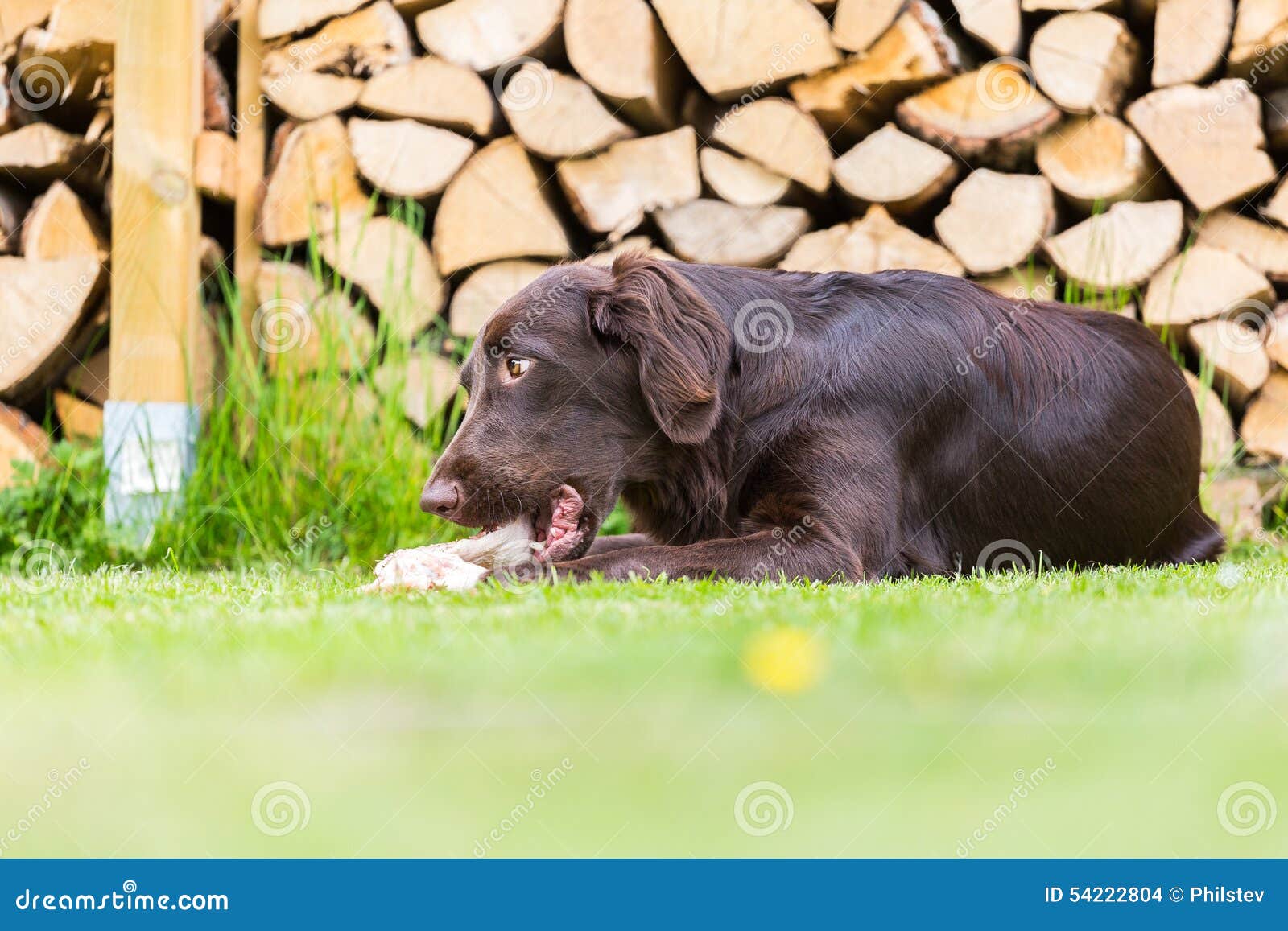 Il cane mangia il pollo fotografia stock. Immagine di naughty 54222804