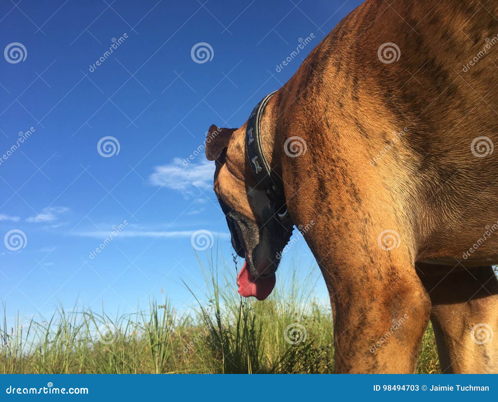 Il Cane Marrone Attacca La Lingua Fuori Immagine Stock Immagine di