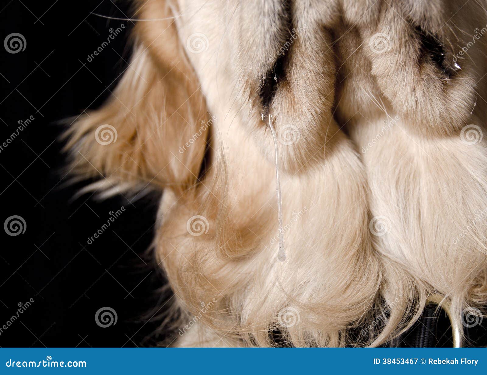 Il cane sbava sbava. Una fine su su una corda di sbava venendo fuori una bocca dei cani di golden retriever