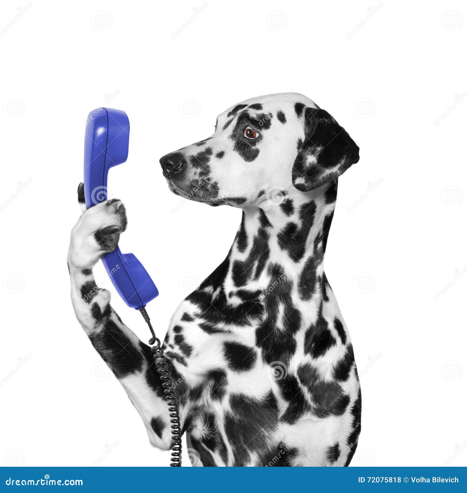 Pet phone