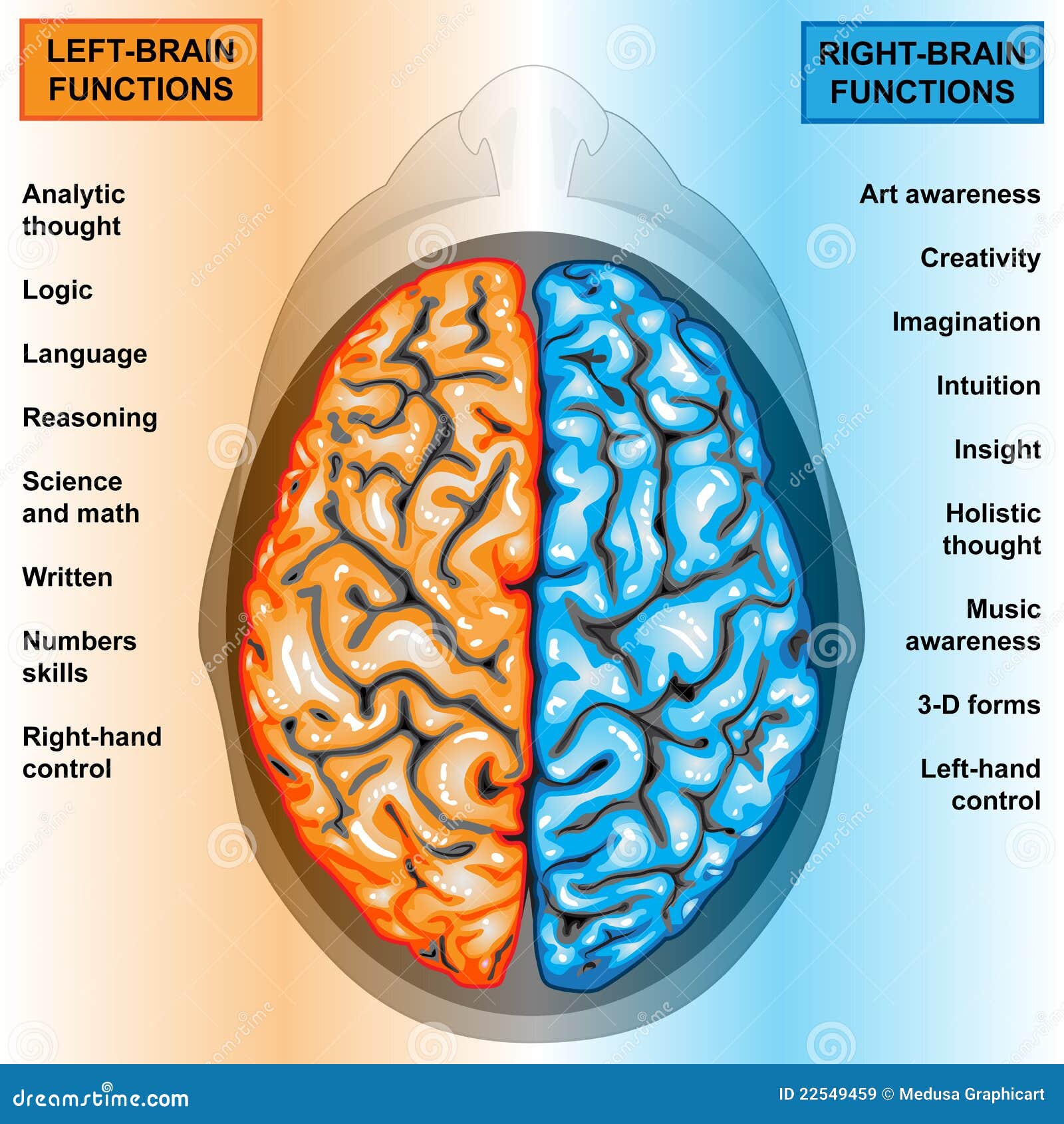 Il Cervello Umano A Destra E A Sinistra Funziona Illustrazione Di Stock il-cervello-umano-a-destra-e-a-sinistra-funziona-illustrazione-di-stock