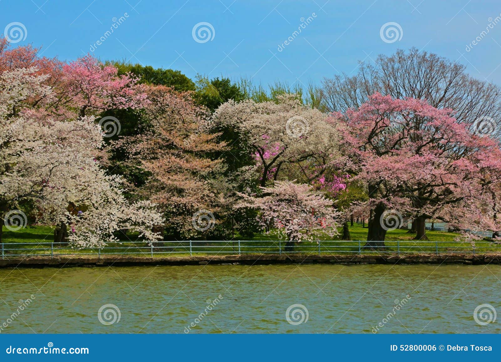 Il ciliegio sboccia Washington DC del bacino di marea. Il ciliegio giapponese di fioritura sboccia lungo il bacino di marea in Washington DC